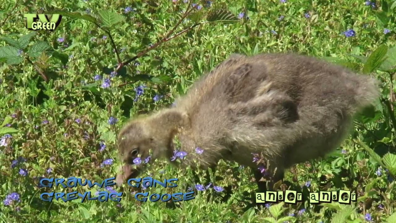 FaunaView: Grauwe Gans - Greylag Goose