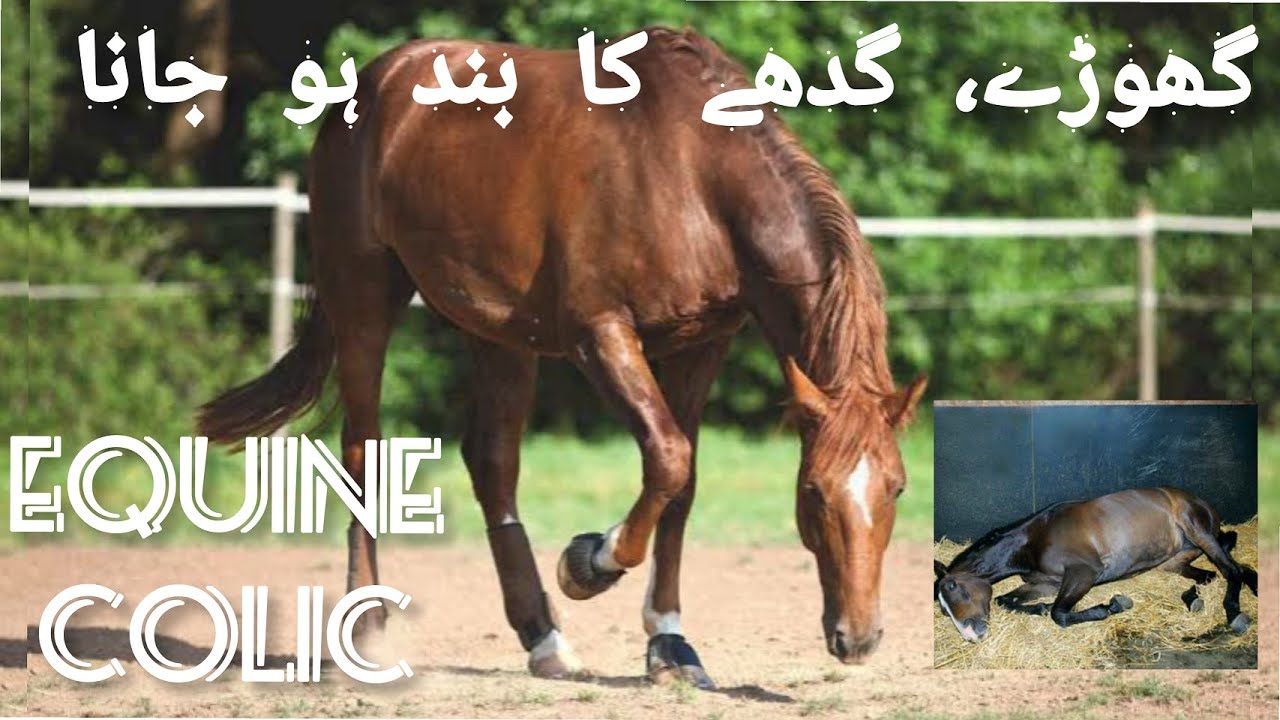 Equine colic, ghory gadhy ka band ho jana, abdominal pain in horse, urine retention blockege