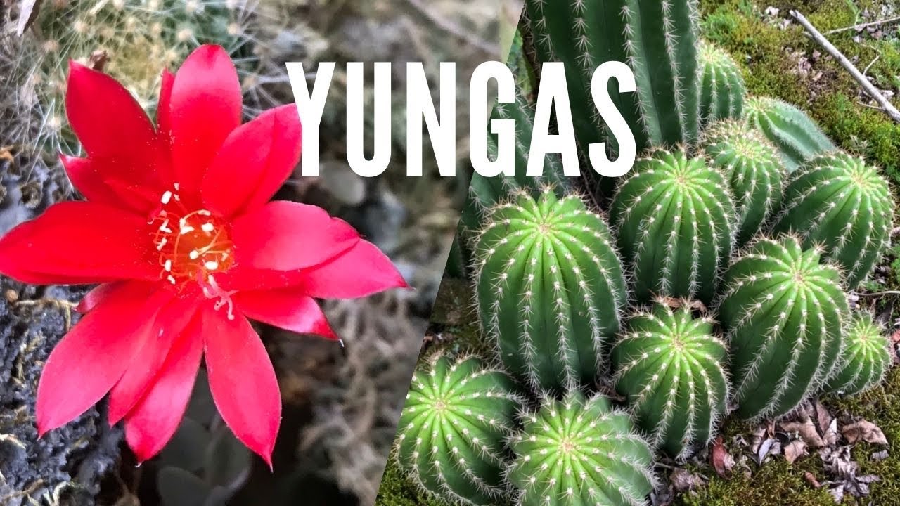 Rebutias en flor, primavera en las yungas de Salta | Cactus en hábitat
