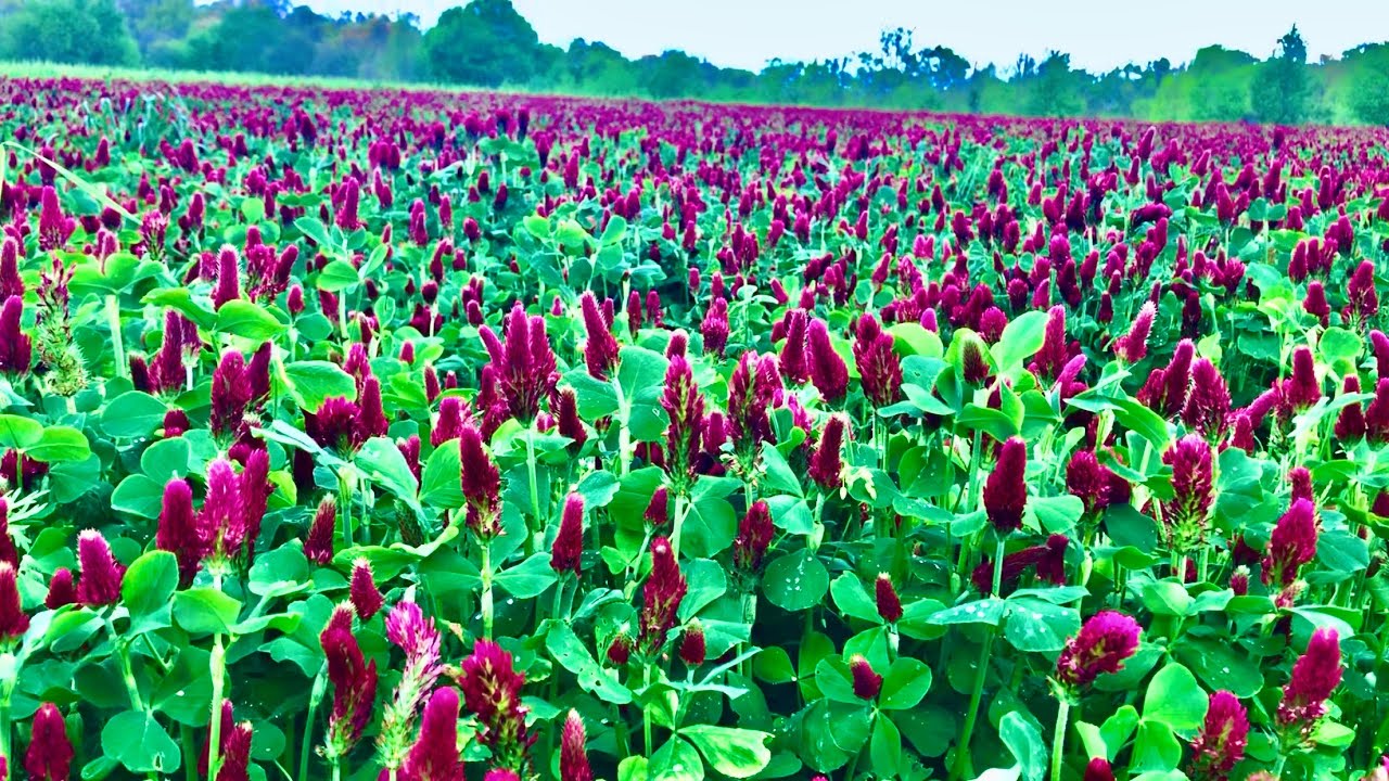 Reproduce your own crimson clover! Grow your own seeds!  (Super easy!)