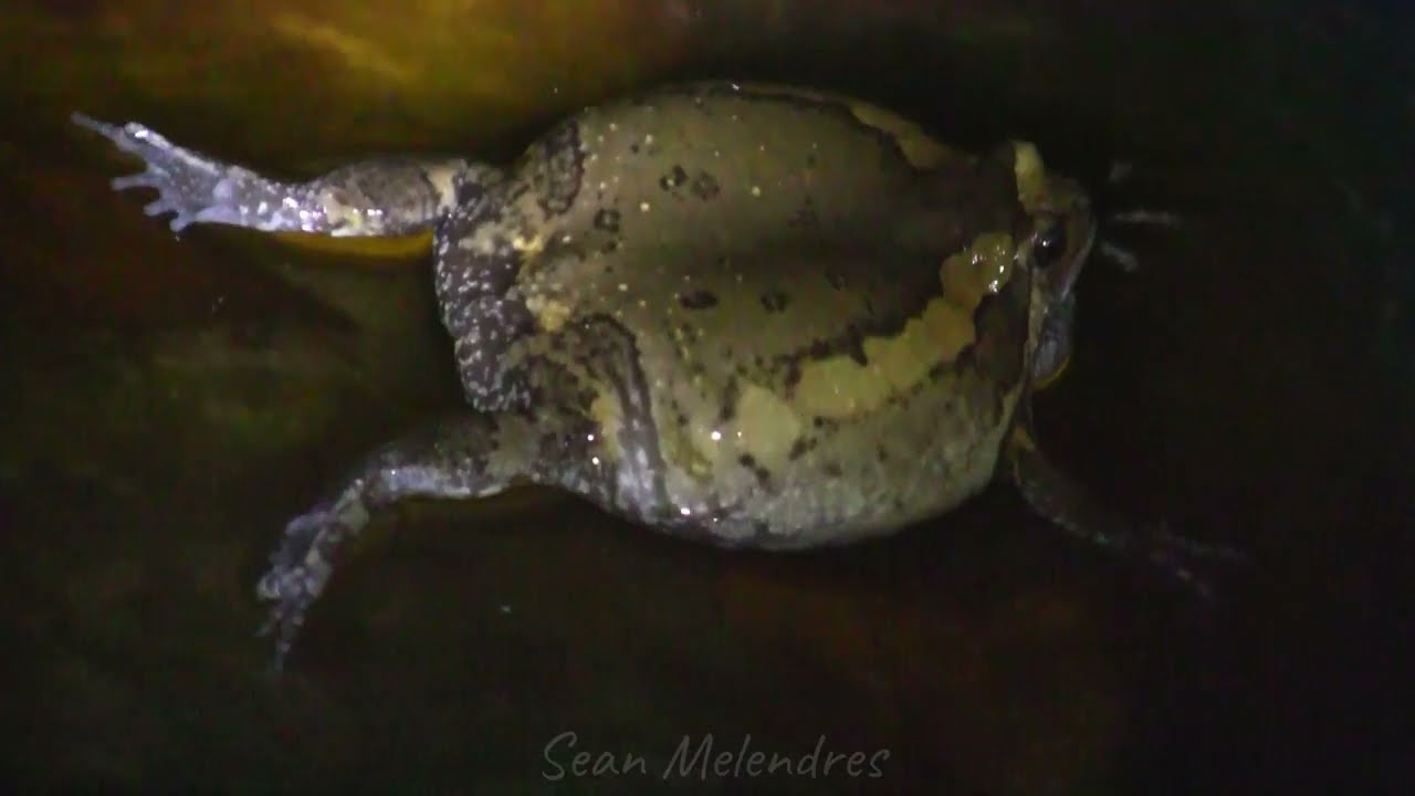 Banded Bullfrog sound