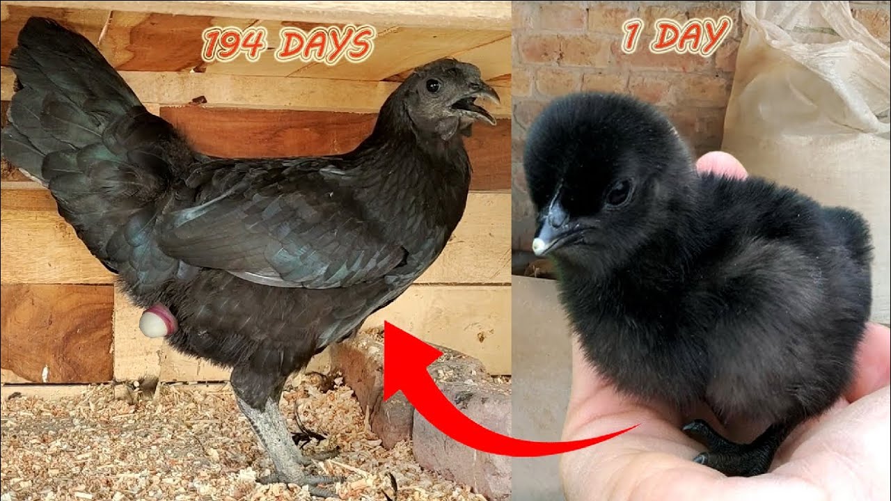 Baby chick to adult hen growing || after 6 months giving first egg