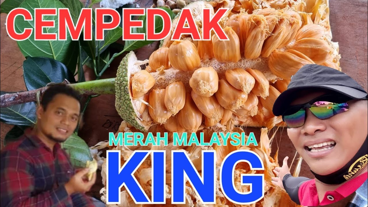 PODCAST || CEMPEDAK KING MERAH MALAYSIA || JURAGAN 33 #cempedak