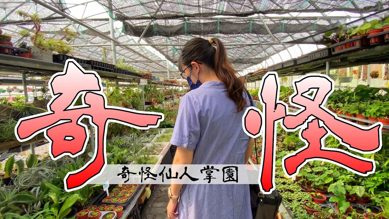 桃園SSR等級多肉植物市集在哪裡? 奇怪仙人掌園 仙人掌 多肉植物 賞葉植物大集合