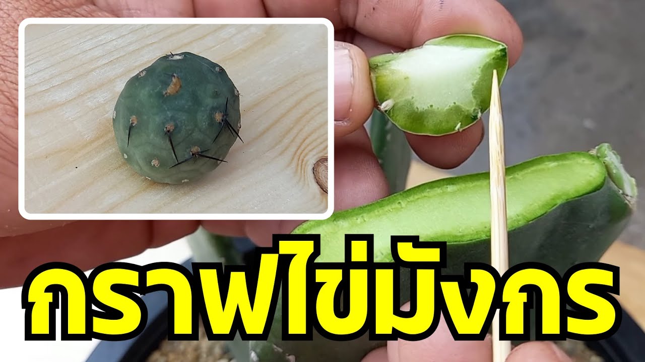กราฟไข่มังกร | แคคตัสหัวหิน 38 | Ep.45