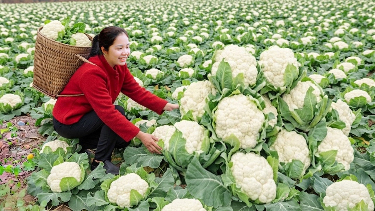 Satisfying Harvest: Preparing Mountains of White Cauliflowers for the Village Market