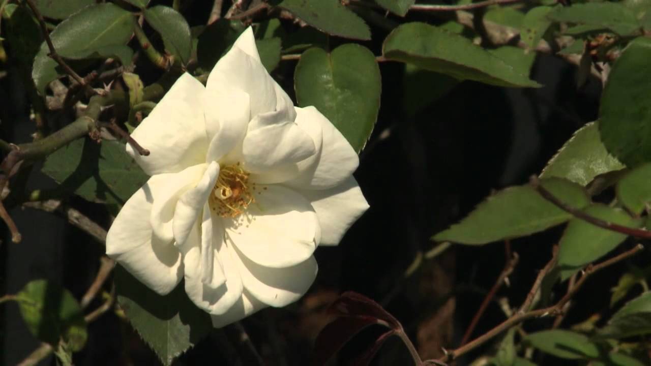 Old Garden Roses  - Gardening Through the Seasons