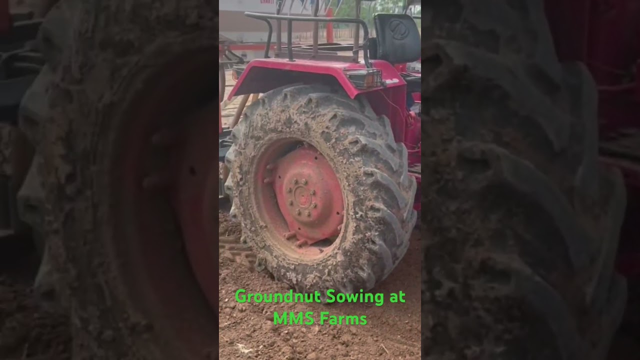 Groundnut Sowing at MMS Farms! #agriculture #groundnutfarming #farming #magfali #mmsfarms