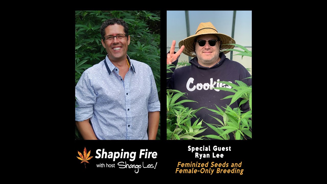 Shaping Fire Ep. 64 - Feminized Seeds and Female-Only Breeding with guest Ryan Lee