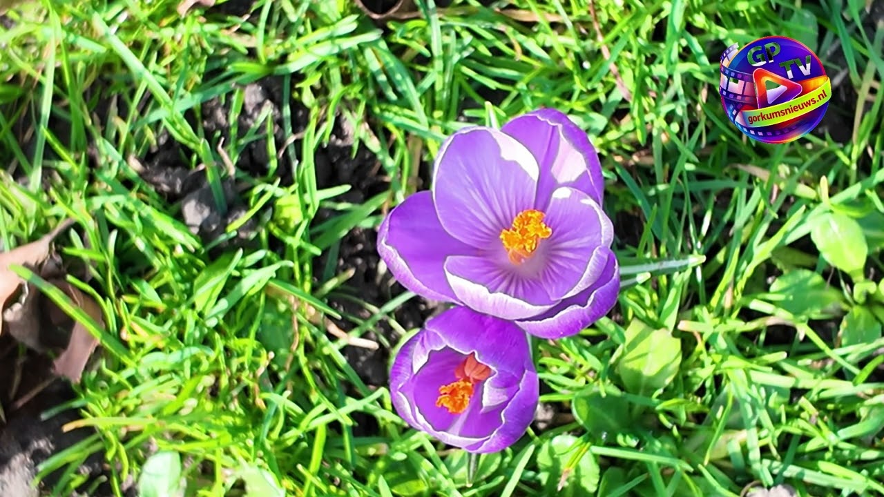 Gorkums Nieuws  - De Lente komt er echt aan