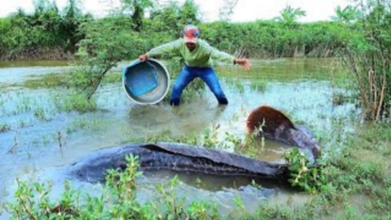 Best hand fishing  ! Catch a lot of fish in the flowing water during the rainy season.