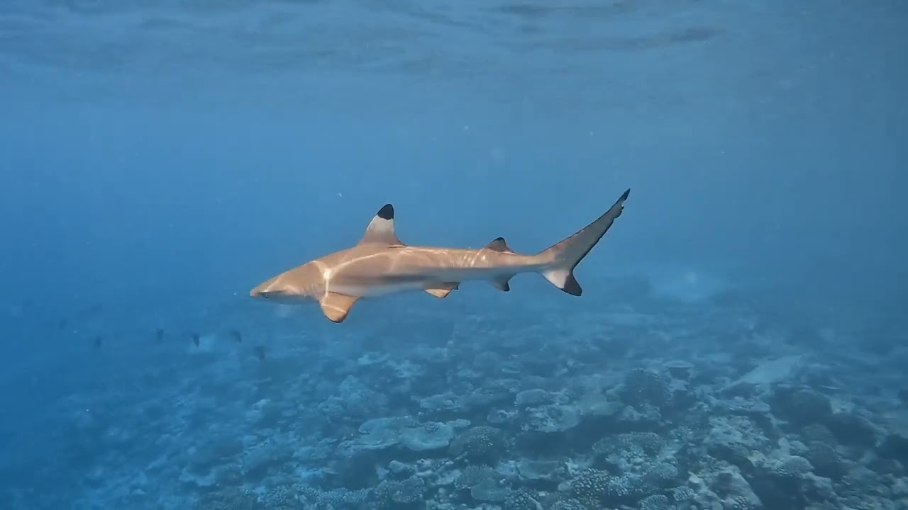 11.05.25 - Dives at Kuda Giri and Kudima Wreck near Dhigurah, South Ari Atoll - Maldives.