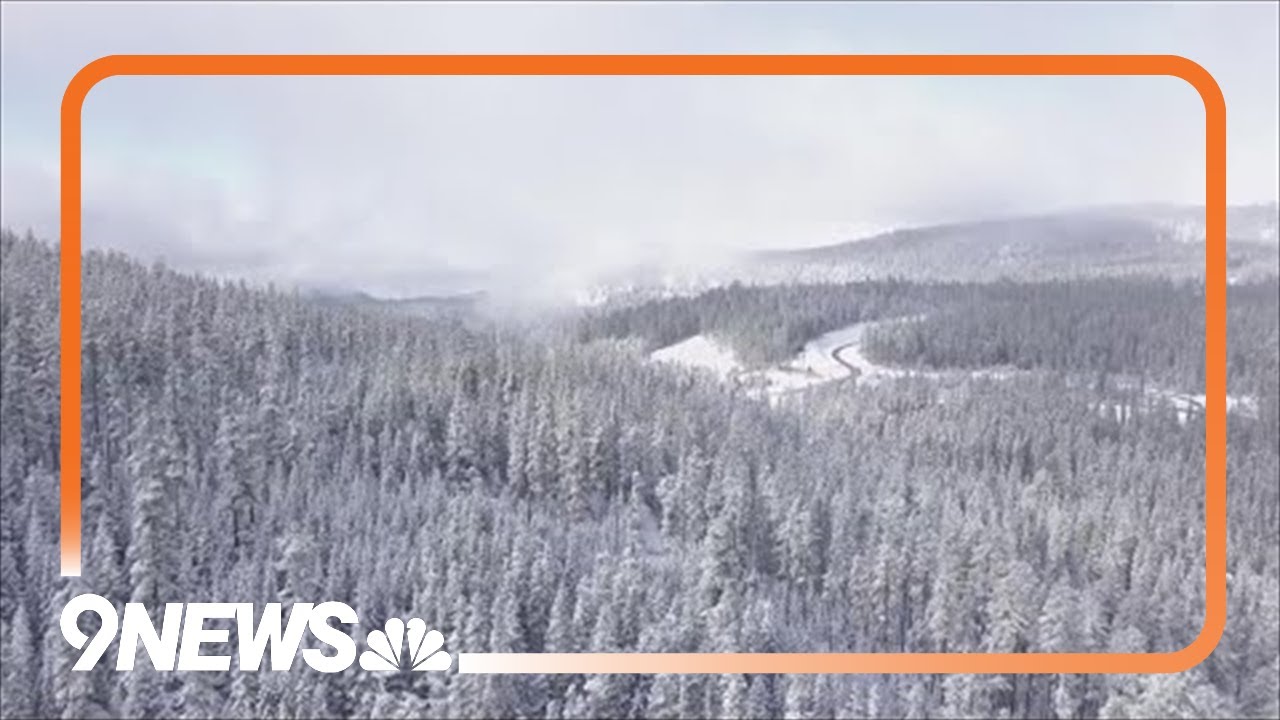 The impact of the cold on bark beetles
