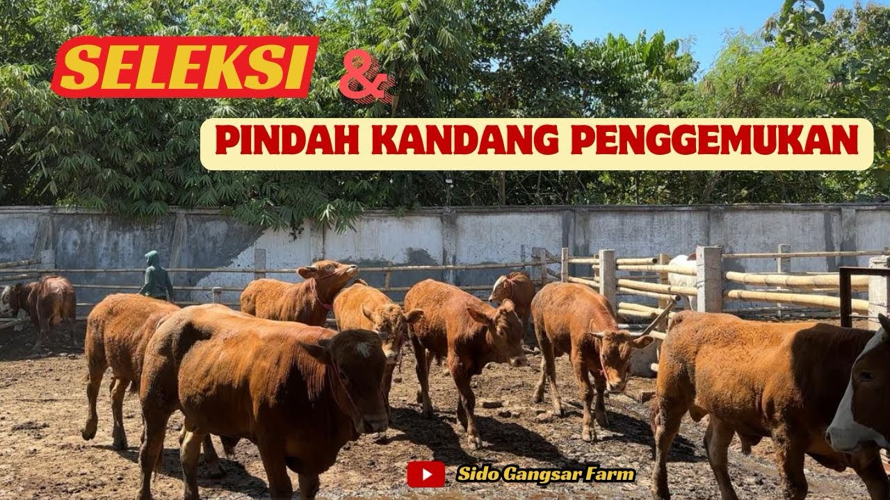 Proses Seleksi dan Pemindahan Kandang Sapi Jantan Umur 16 Bulan @SidoGangsarFarm