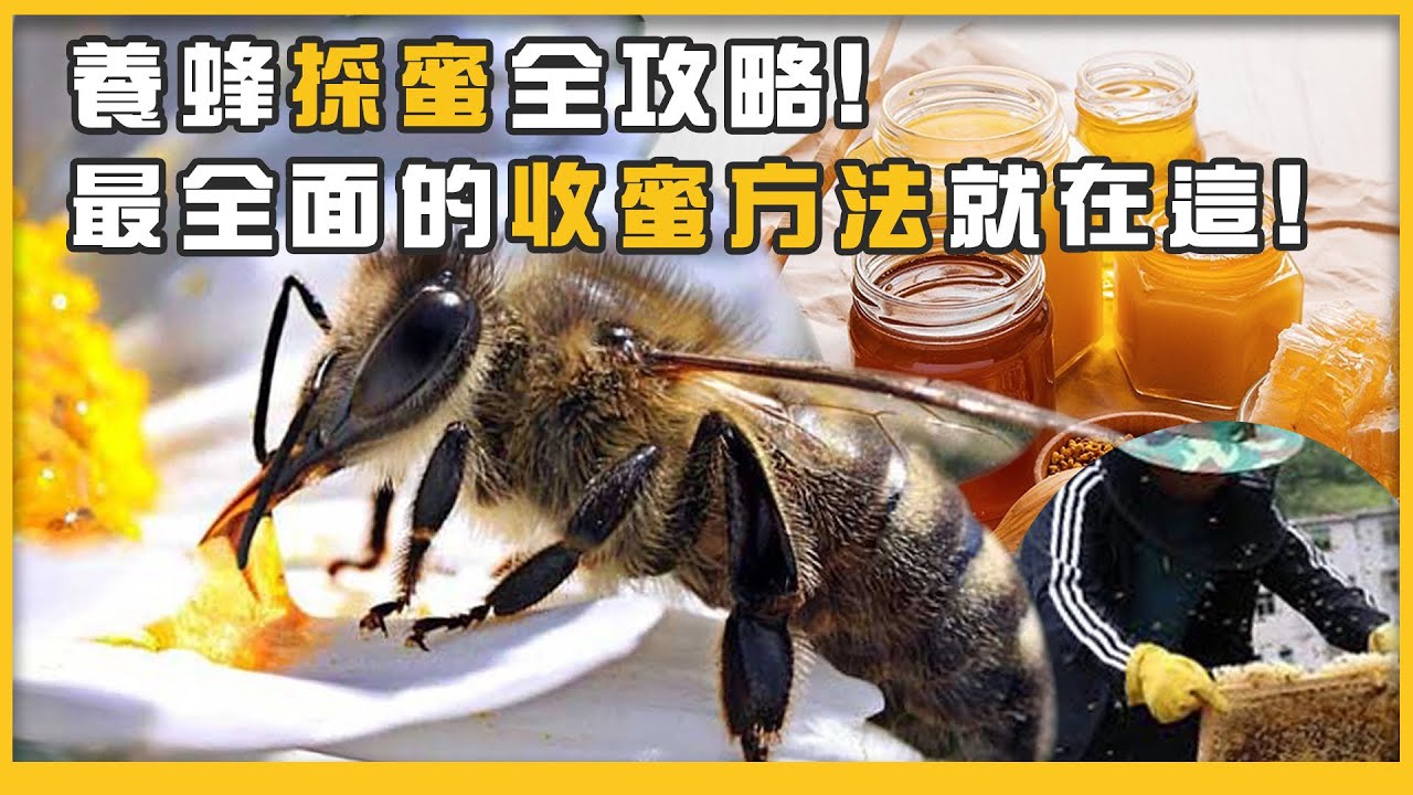 蜂蜜原來這樣來?！最全面的收蜜方法就在這！｜蜜蜂 養蜂教學 養蜂 昆蟲 真社會性昆蟲 bee
