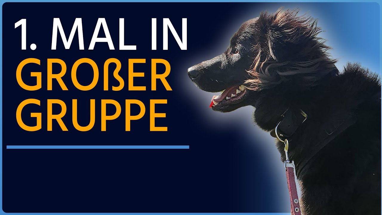 Unglaublich! - Coopers Fortschritte im Rudel - Teil 2