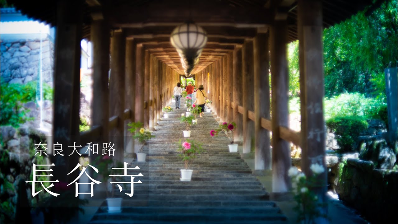 【Trip to Nara】長谷寺｜Hase-dera Temple｜4K｜奈良大和路｜牡丹｜