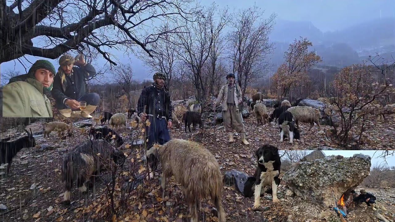 Rainy Mountain Logic: Either Find the Sheep, or Give Them to the Wolves, Nomadic Life