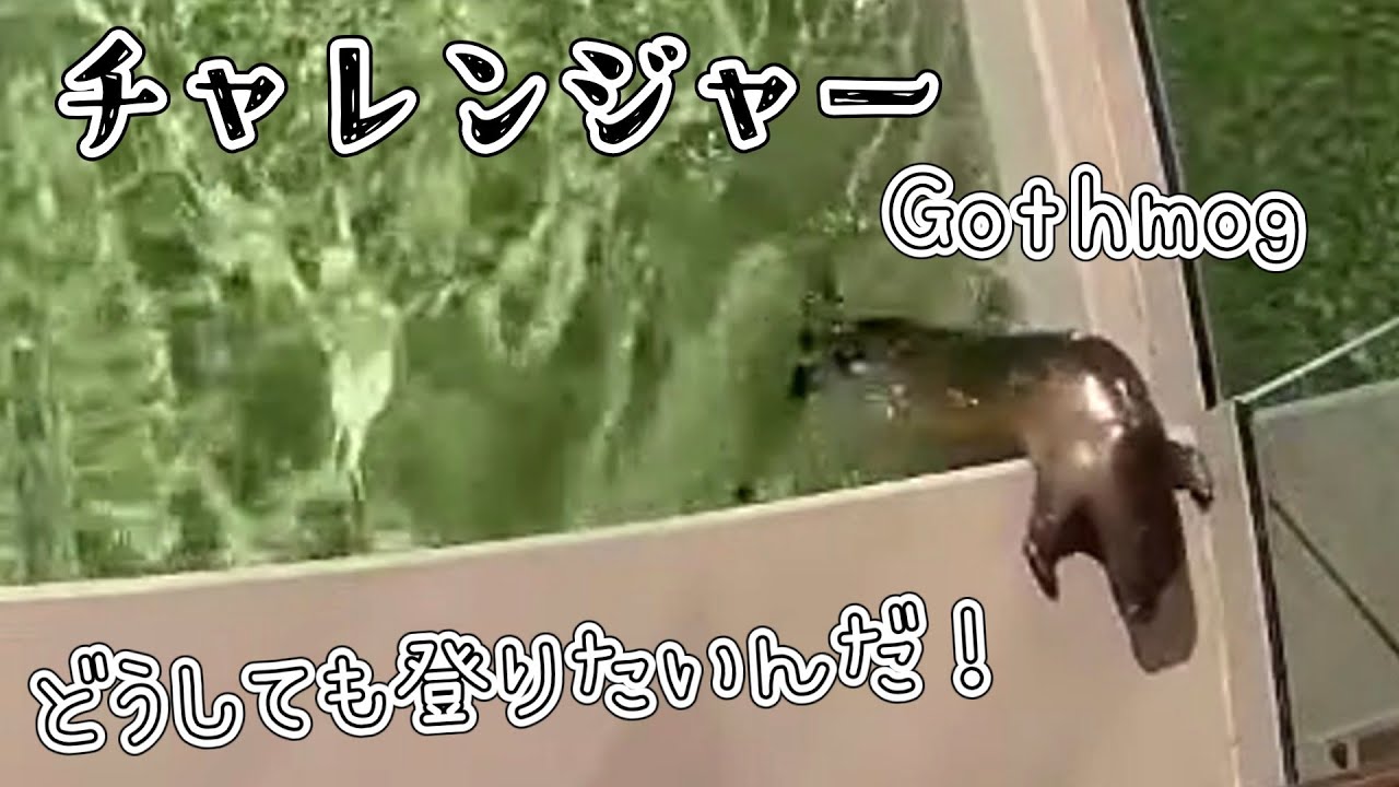 狭い陸でも高い陸でも登りたい！チャレンジャーゴスモグ【アザラシ幼稚園】