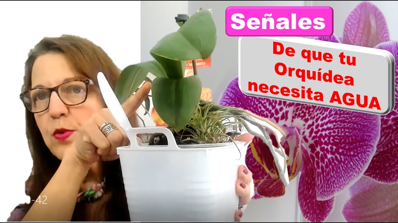 Aprende a reconocer las señales cuando tu orquidea necesita riego agua porque esta deshidratada #330