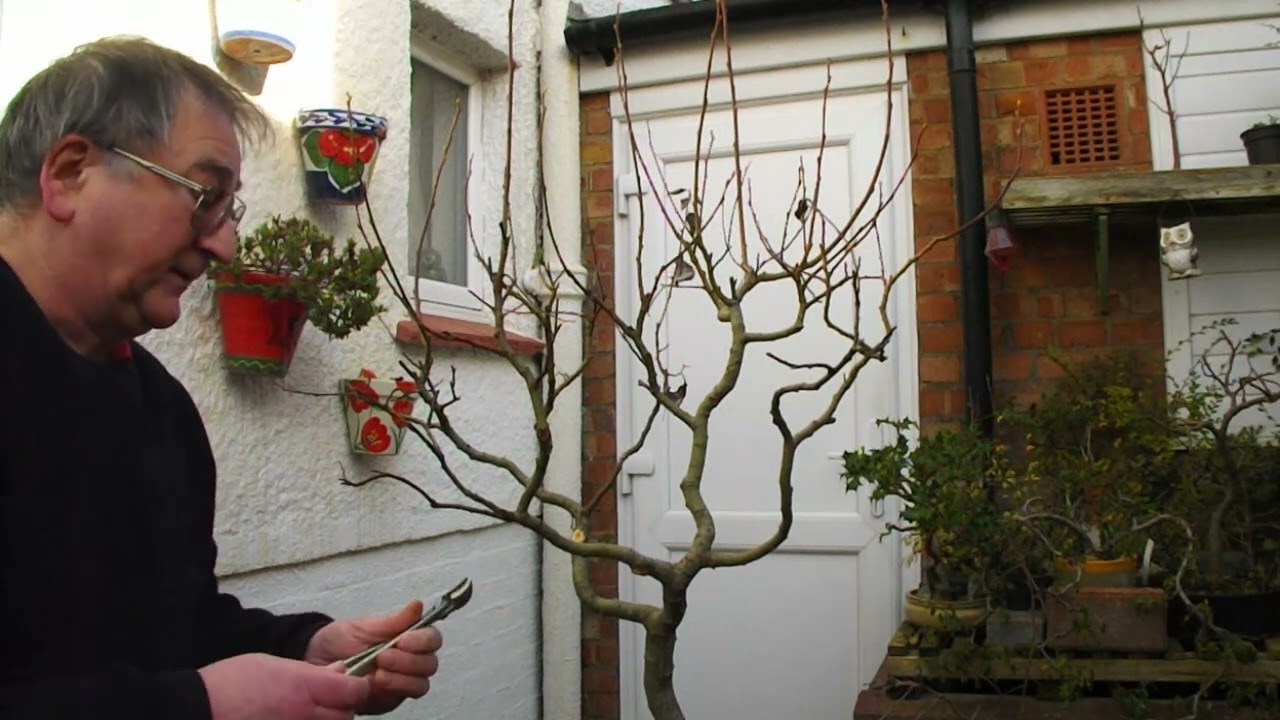 104. Late January Goat (Pussy) Willow pruning.