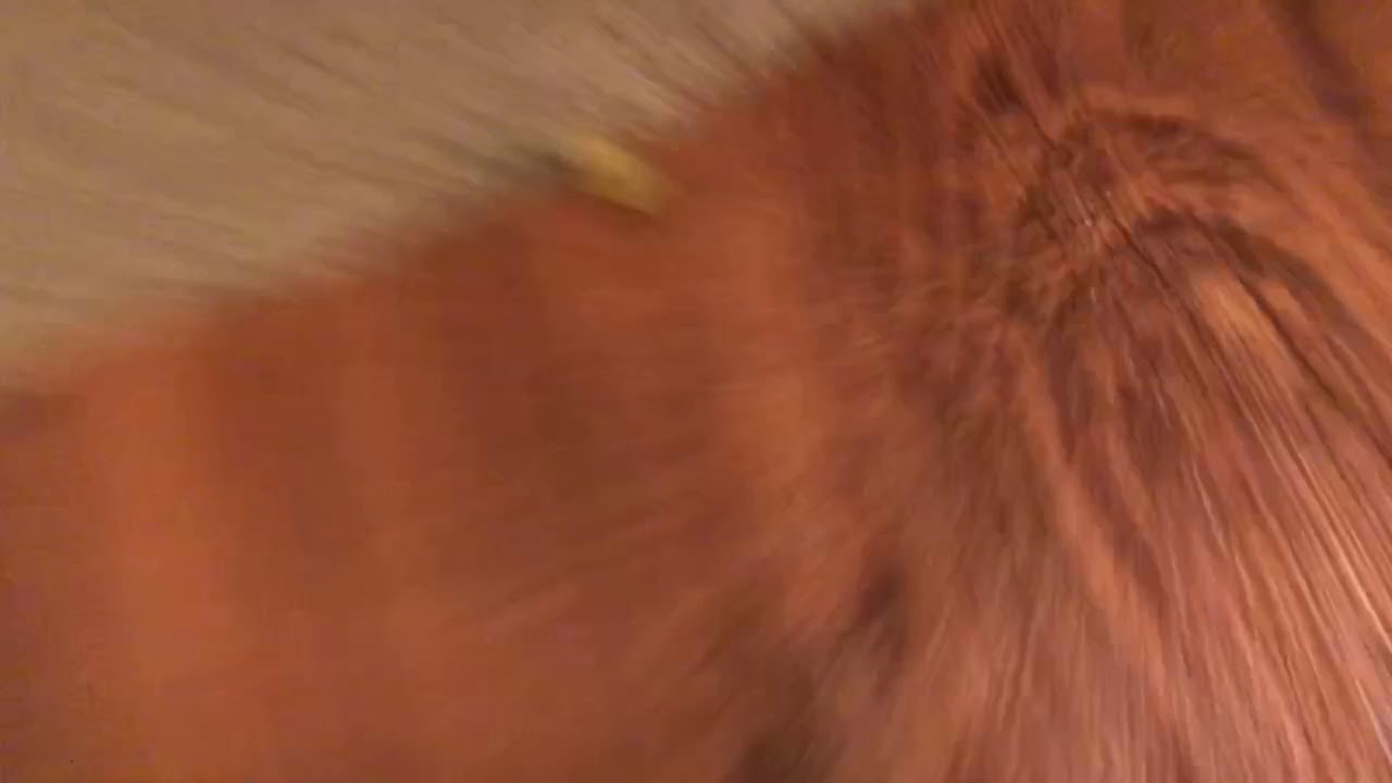 #Zoom Challenge Gone Wrong
