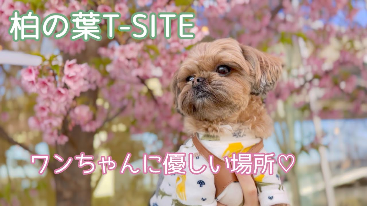 ワンちゃんと過ごしやすい♡柏の葉T-SITE