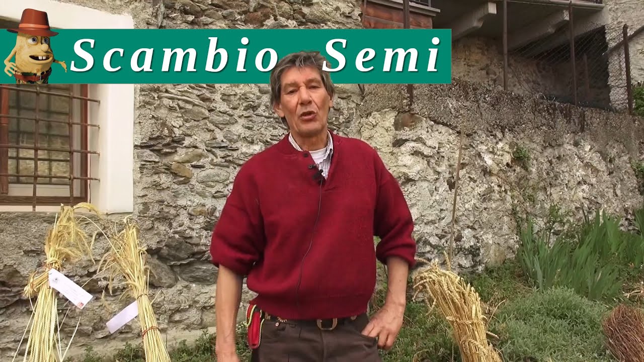 SCAMBIO DI SEMI a SCARPATETTI (Sondrio)