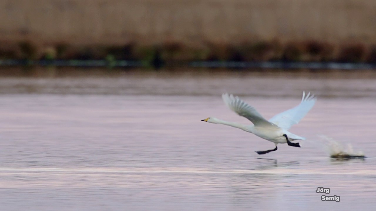 Zeitlupe: Schwan startet