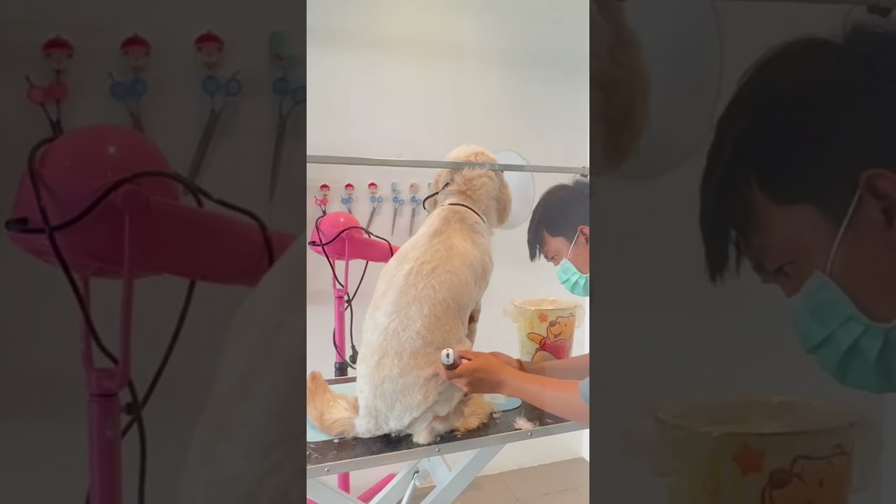 Remove old dirt hair coat #pets #petshub #petcenter #dog #buddypet #grooming