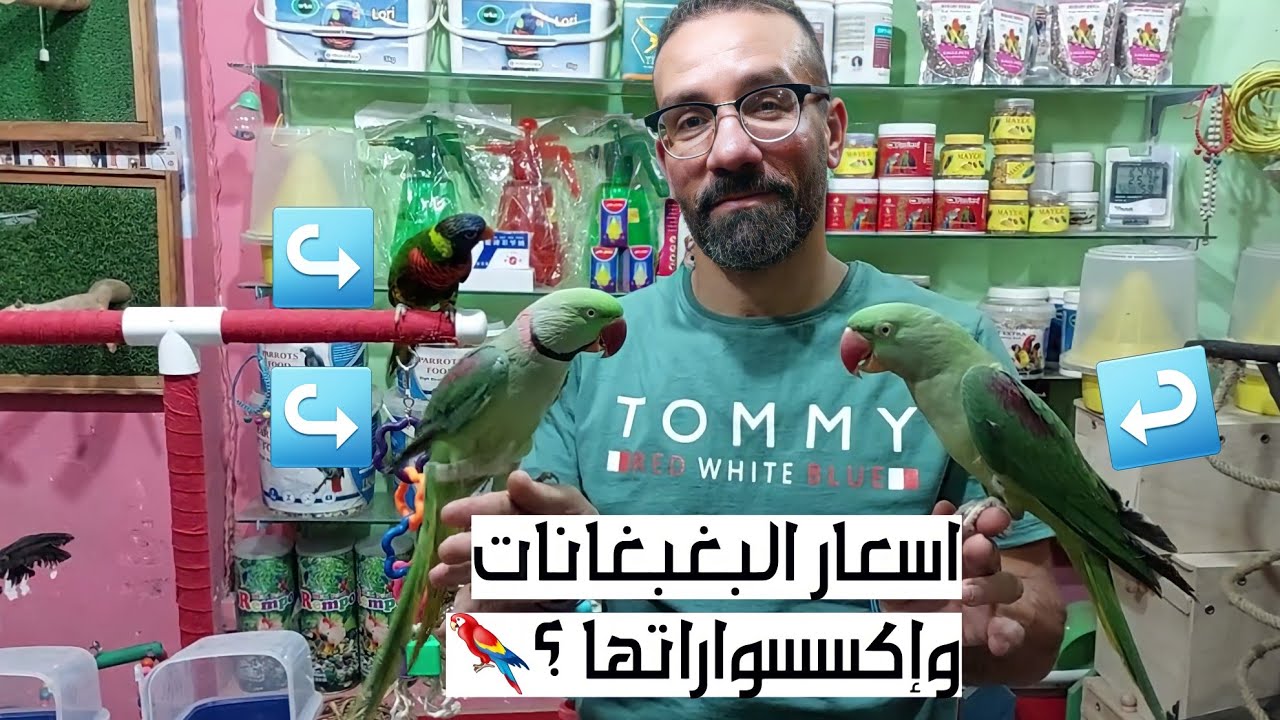 محل أ / يوسف الغاوى للبغبغاناات ومستلزمات البغبغانات والطيور بالاسعااار وارقام التليفون 🦜🦜🔥💖