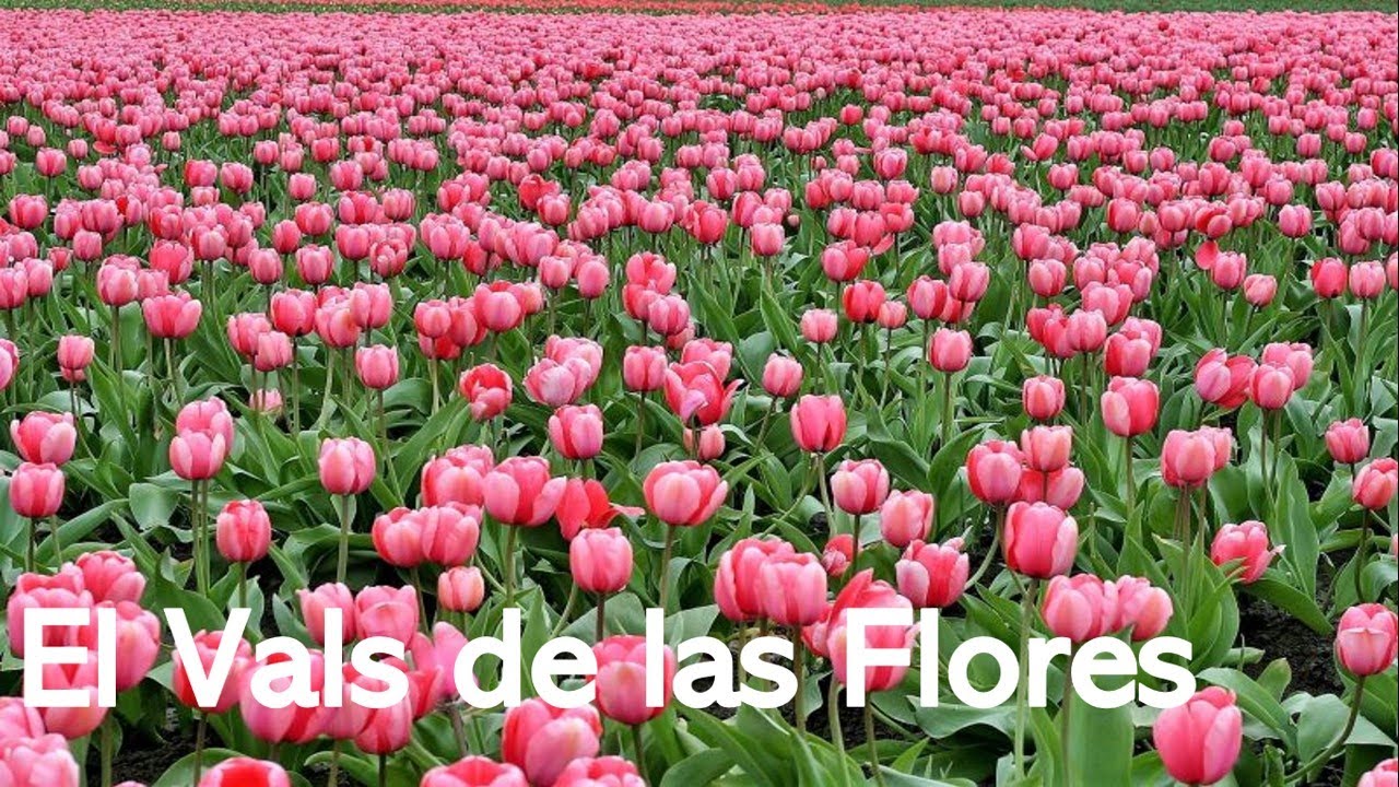 Vals de las Flores - Tchaikovsky