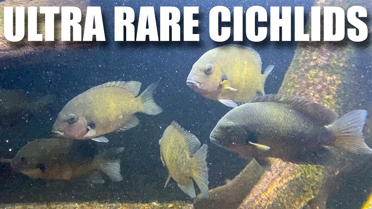 Incredible Fishroom tour with Ultra rare cichlids: Dana Allan