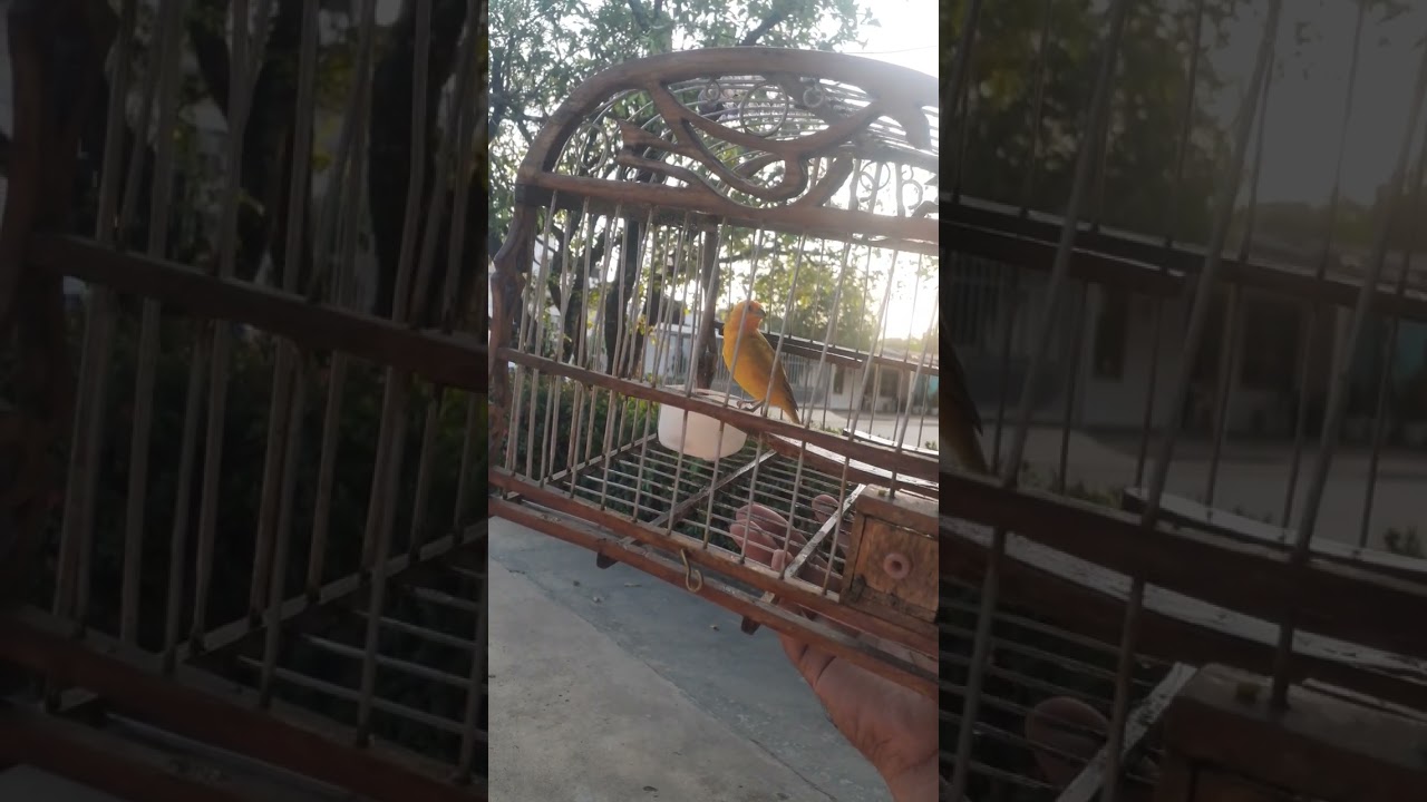 Canto de canario criollo en San Marcos 