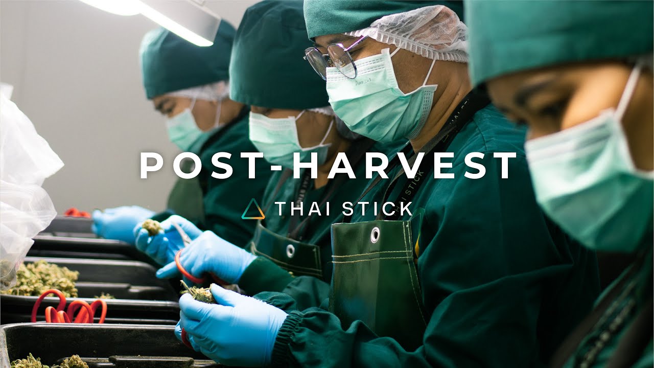 Thai Stick Cultivation Series EP4: Post-Harvest!!