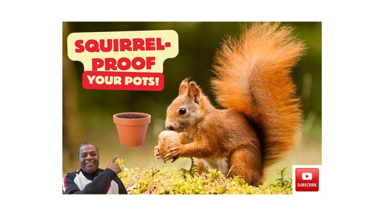 Squirrel-Proof Your Garden: A Comprehensive Guide