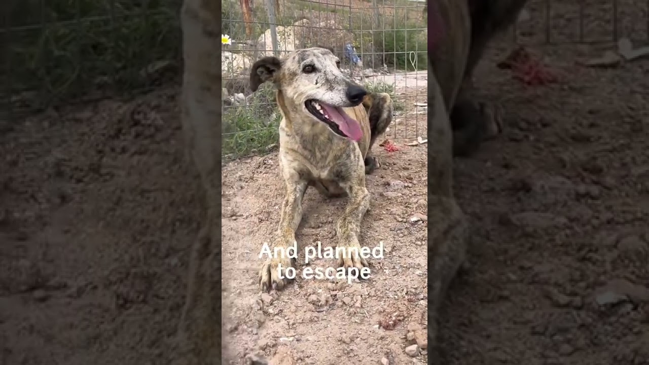A heartbreaking tale of a galgo more than 5yrs on the streets!