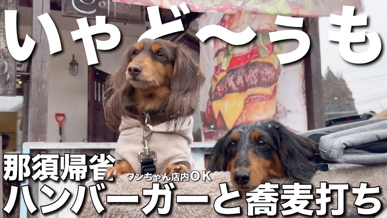 ホットコーラはいかがですか？【犬と行けるカフェ栃木/那須】ペット店内OK🐶「UNICOハンバーガー」に行ってきた❣️