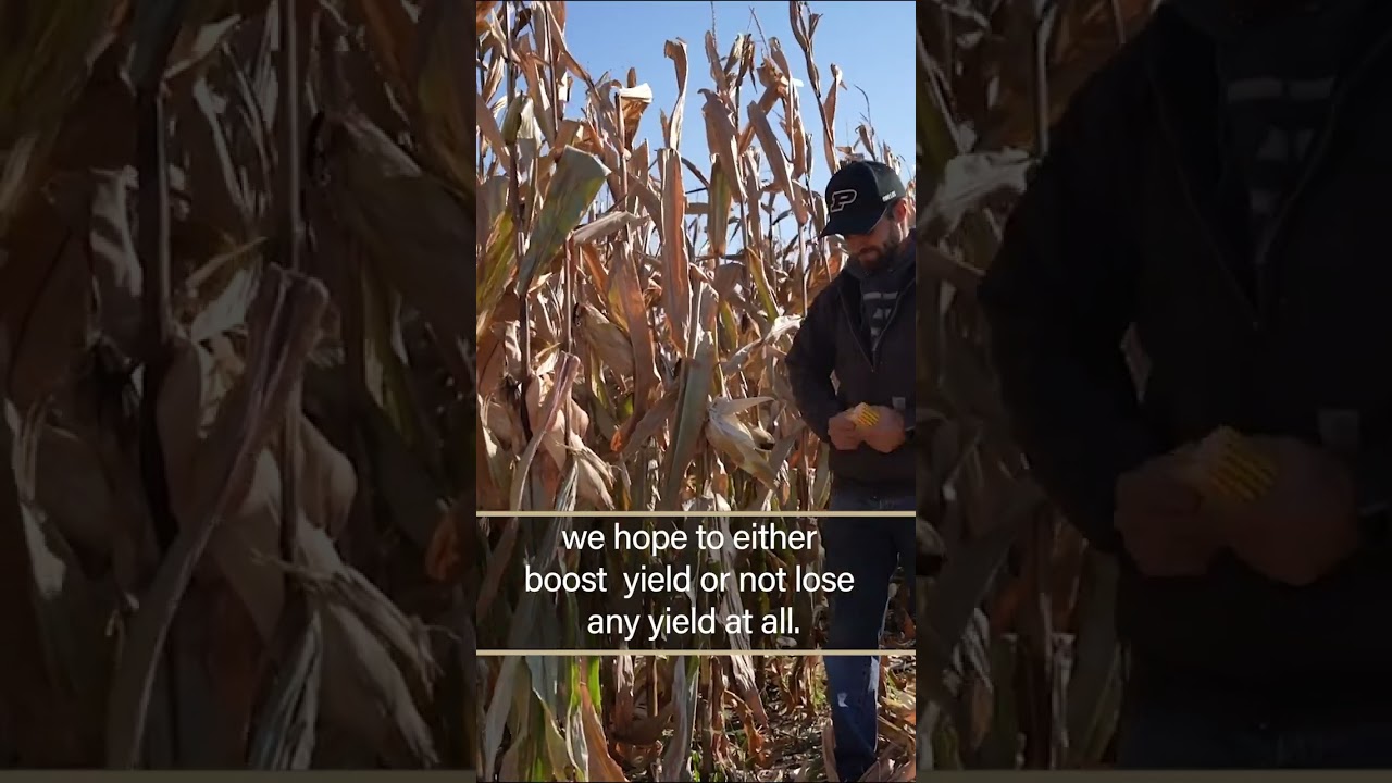 Riley Seavers: Graduate Ag Research Spotlight #shorts
