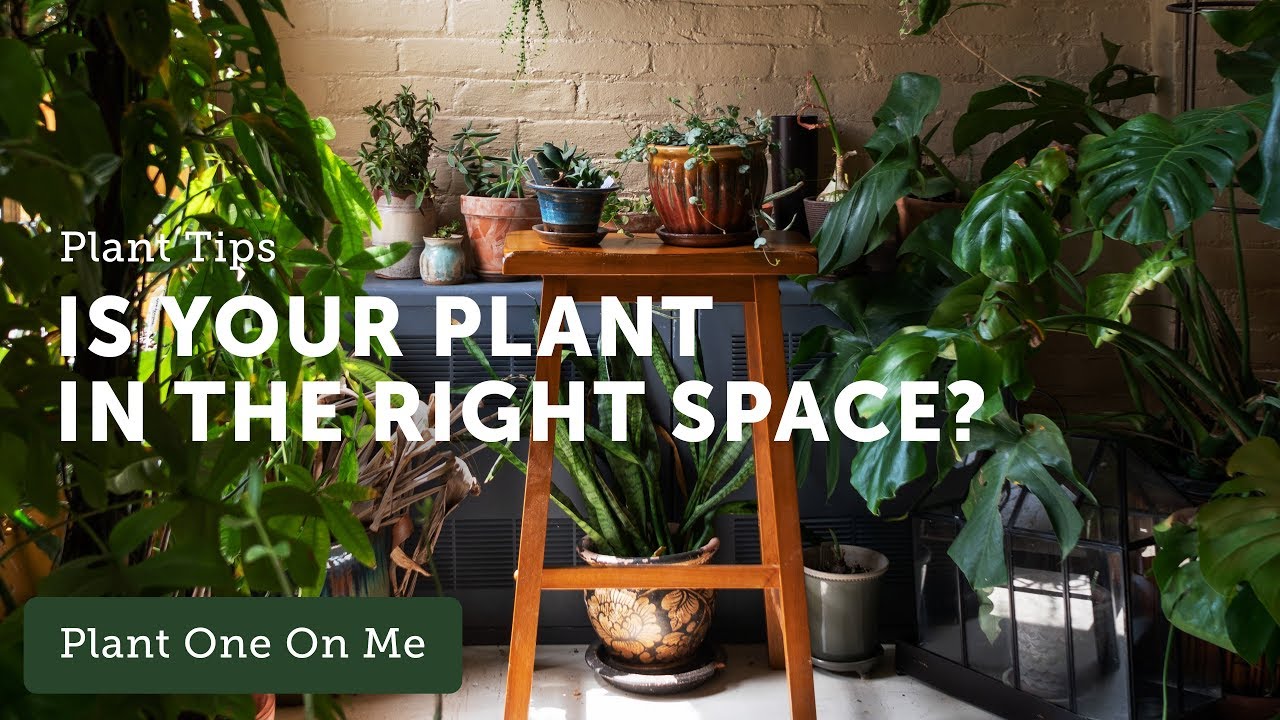 Houseplant 101: What Plant is Right for My Space? — Ep 116