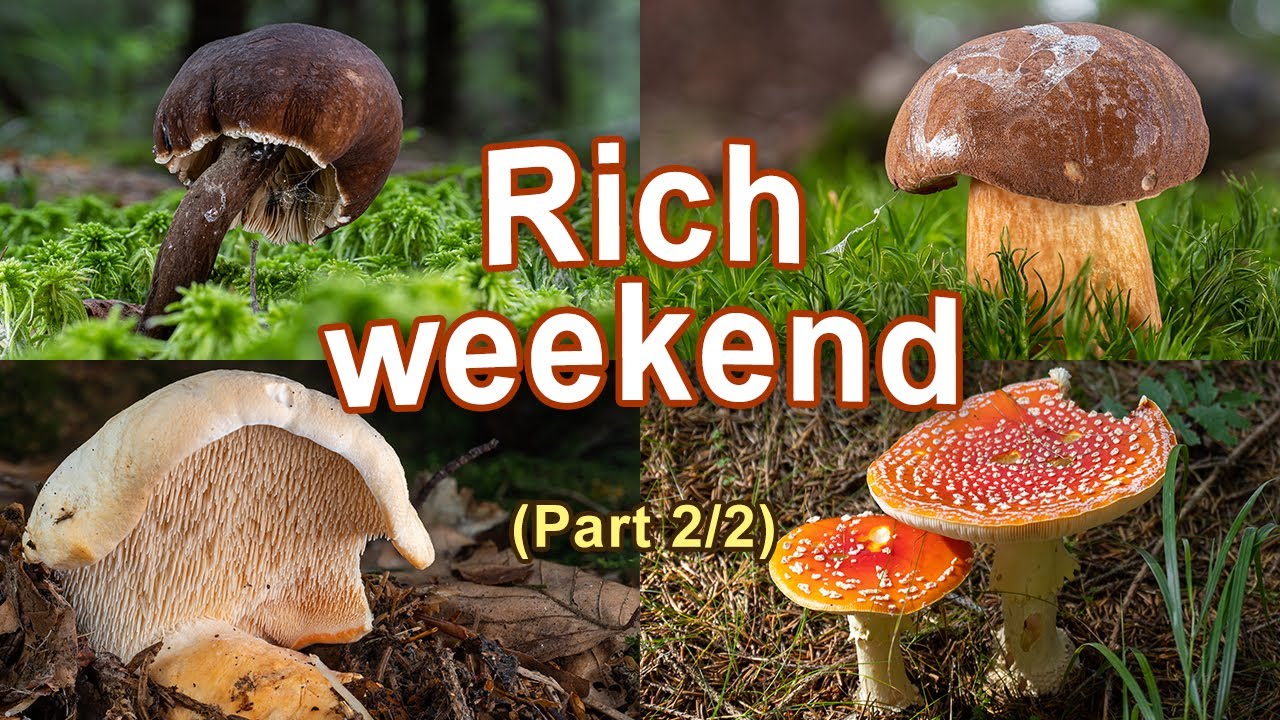 Mushroom Foraging - August 22nd 2021 (Part 2/2)