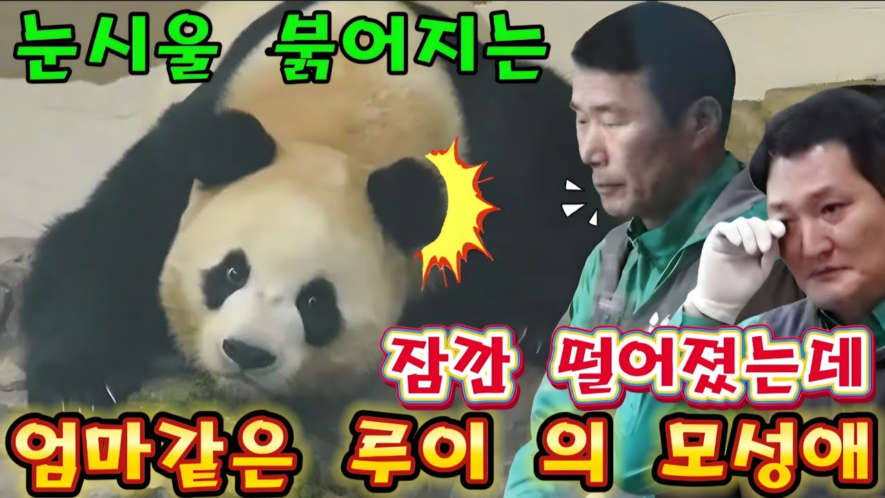 에버랜드 판다월드 💢 세상에나 루이바오 의 엄마같은 모성애 눈물나요  😭 