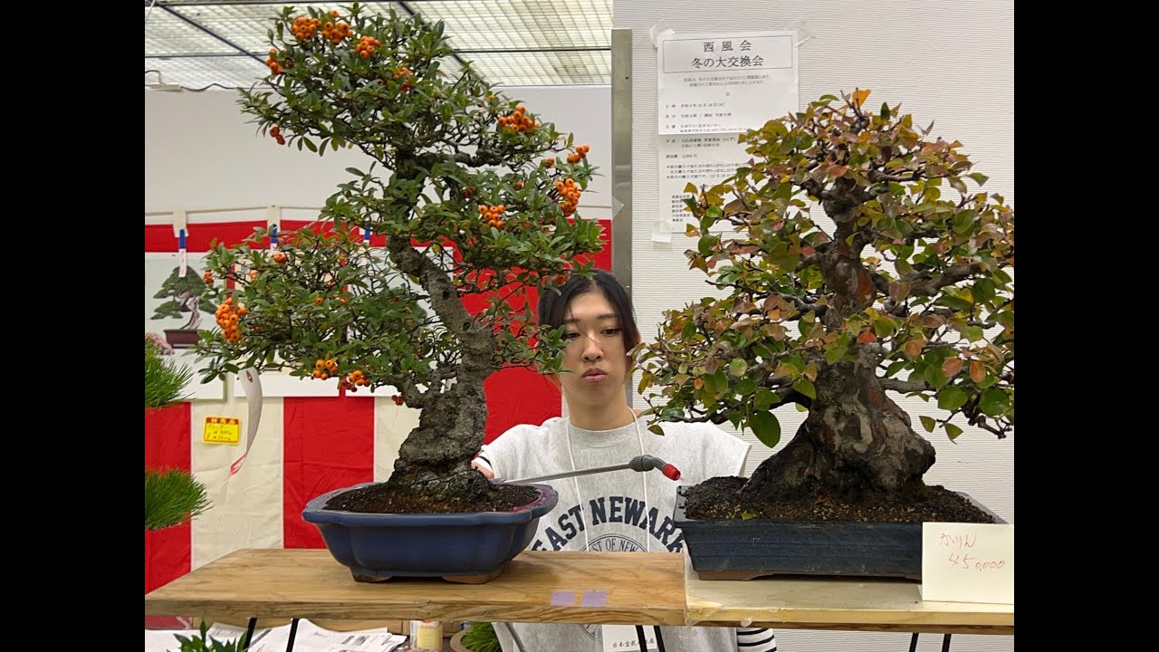 【４ＫBonsai】43nd NIPPON BONSAI TAIKAN GRAND EXHIBITION 第43回 日本盆栽大観展 Kyoto Miyako Messe 京都みやこめっせ Part1