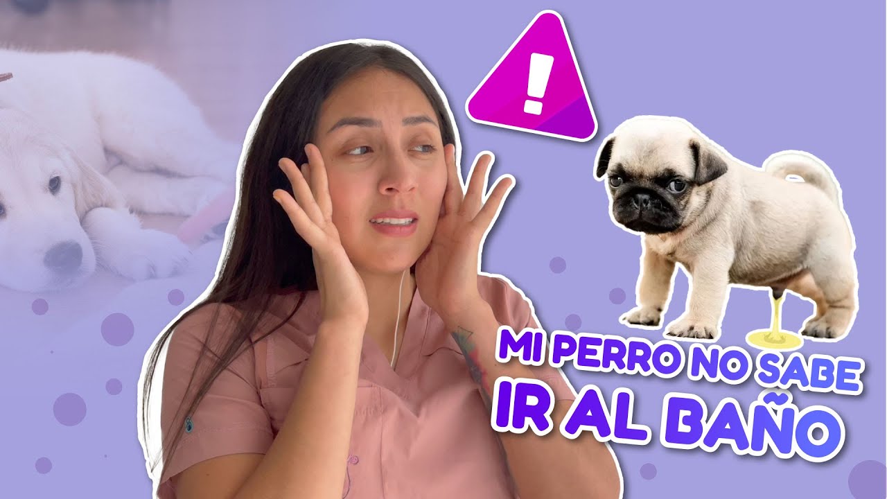 CÓMO ENSEÑARLE A UN PERRO A IR AL BAÑO 100% FÁCIL Y EFECTIVO - Tata.Veterinaria