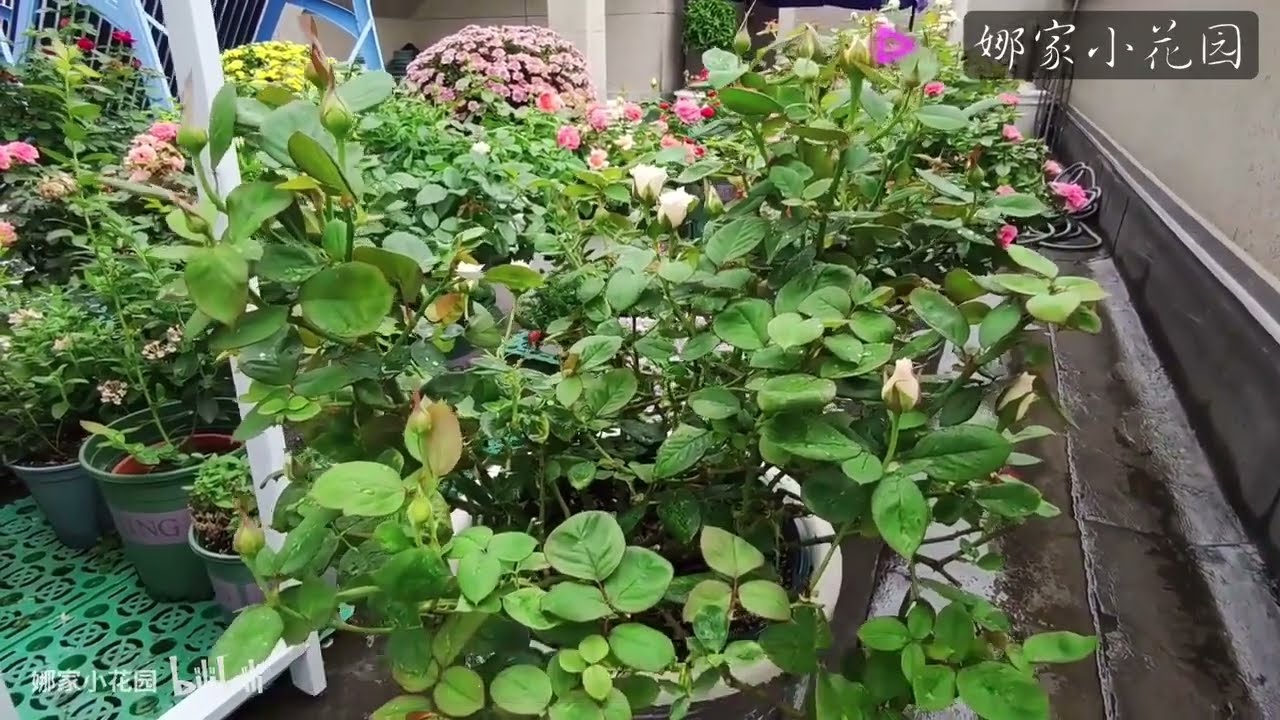 夏天月季嫩芽顶端干尖的原因与解决方法Reasons and Solutions for the Top Dry Point of Summer Rose Shoots