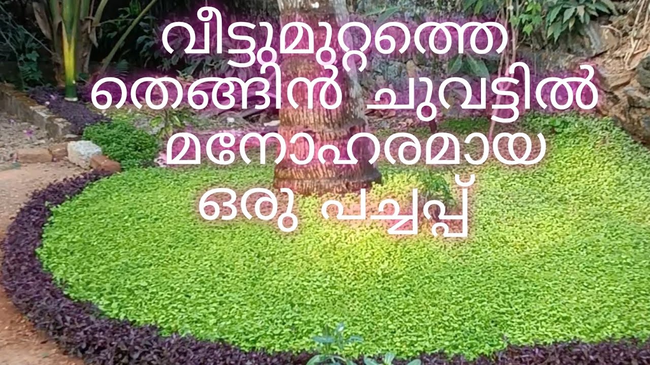മുറ്റത്ത് മനോഹരമായ ഒരു പച്ചപ്പ് /A beautiful greenery in the yard/ Sweet garden/ Garden tips