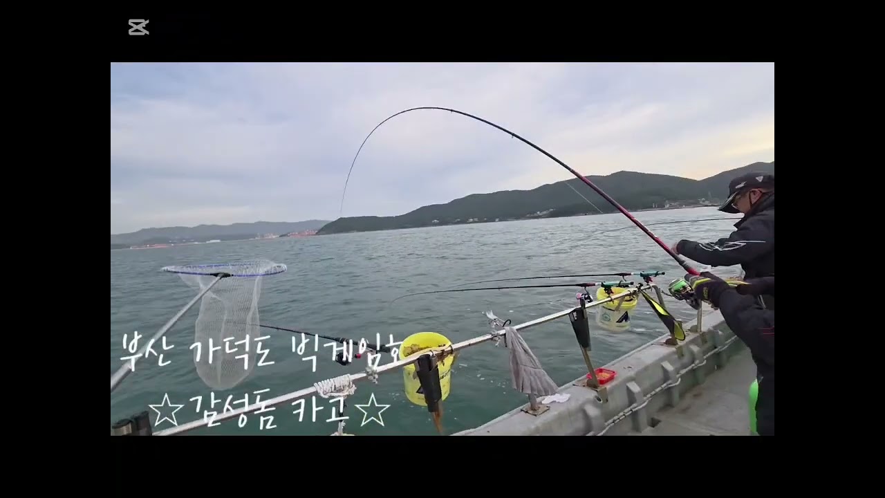 부산 가덕도 빅게임호 감성돔카고 #부산감성돔카고 #부산빅게임호 #감성돔카고 #5짜감성돔 #가덕도 감성돔카고