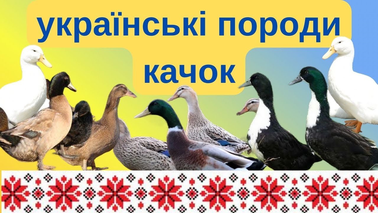 УКРАЇНСЬКІ ПОРОДИ КАЧОК @kyruvgaragi