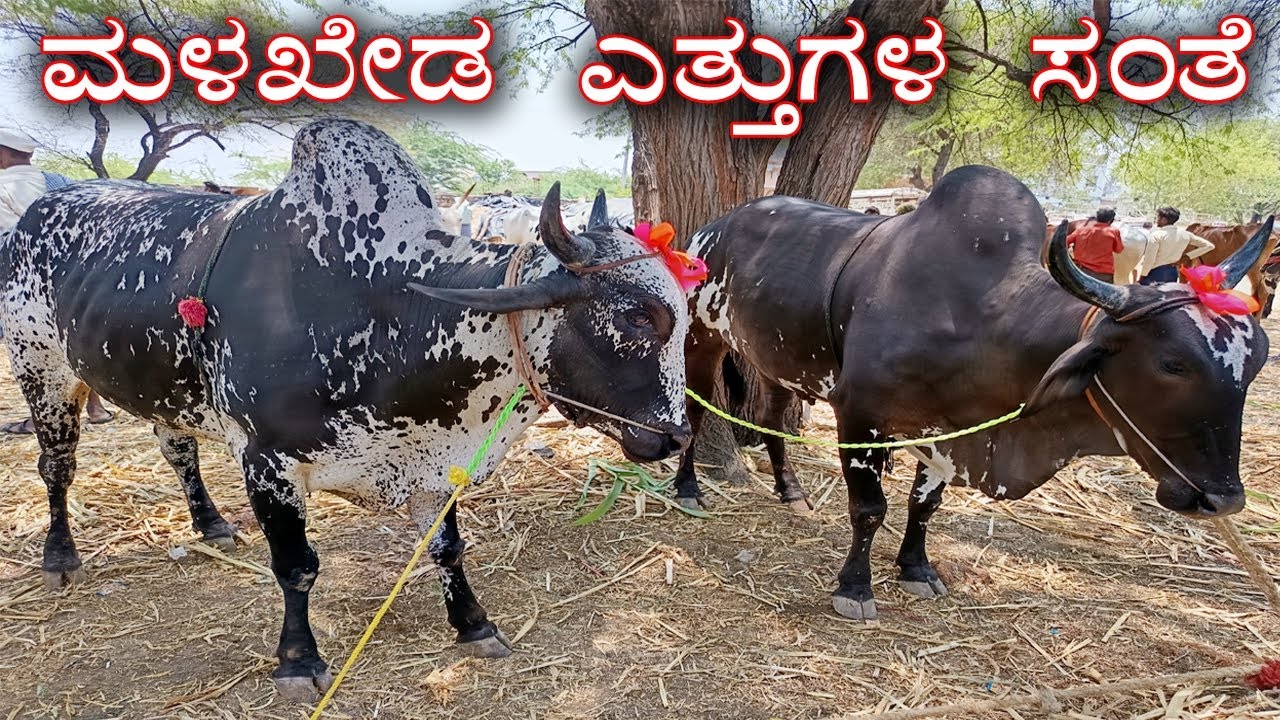 Malakheda Oxen market on 15-04-2025