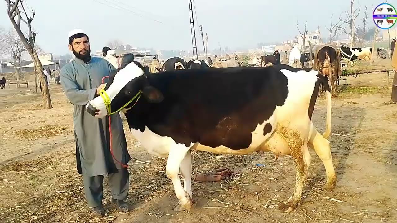 MilkingCows Fresh Rate on Gondal Mandi! Cows Fresh Rate!Cow Mandi!Cows for sale!#cows#farming